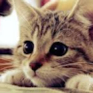 Meet your Posher, Gildamiu